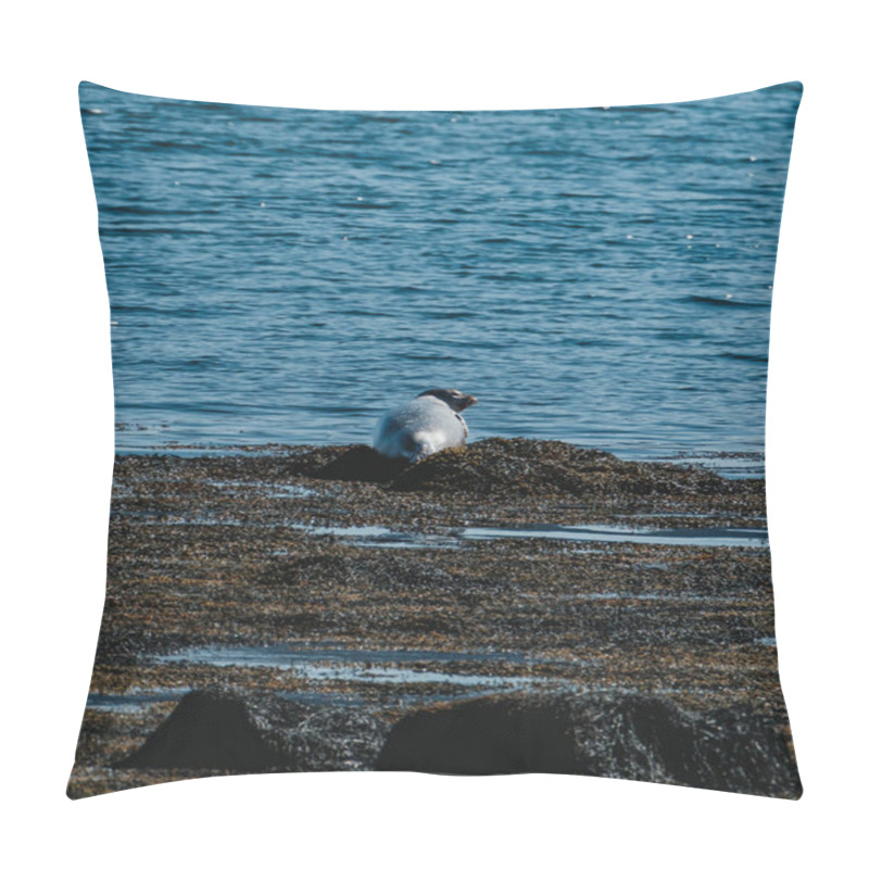 Personality  Harbor Seal Resting On Seaweed-covered Rock At Ytri Tunga Beach, Snaefellsnes, West Iceland Pillow Covers