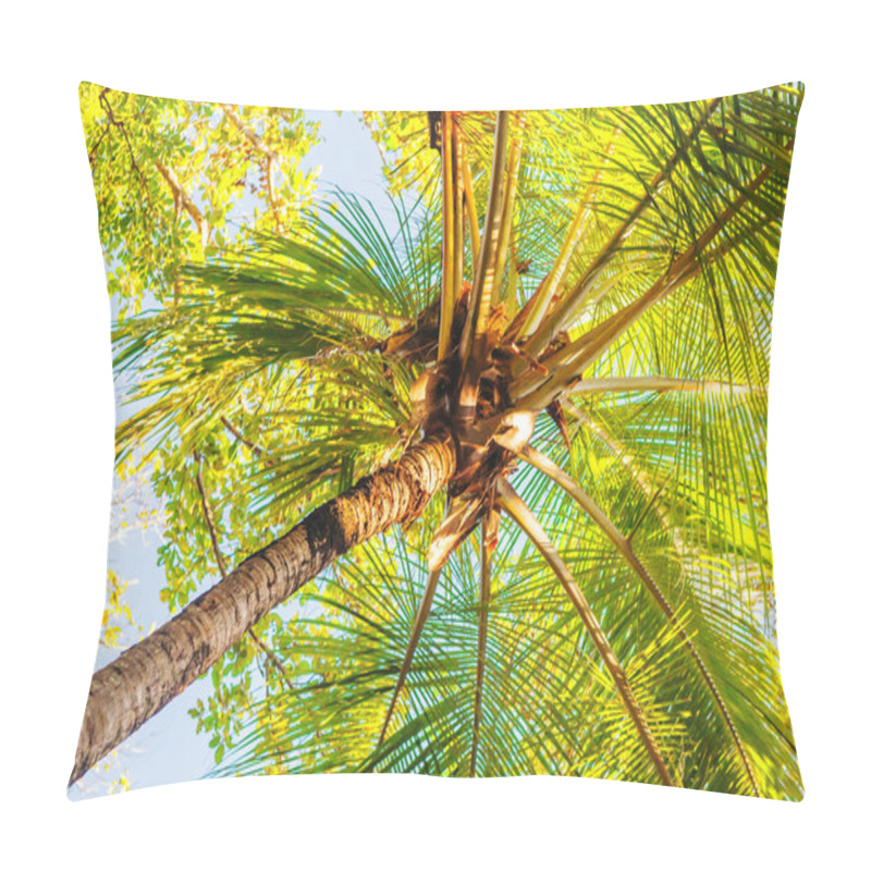 Personality  Coconuts Palm Tree Perspective View From Floor High Up Pillow Covers