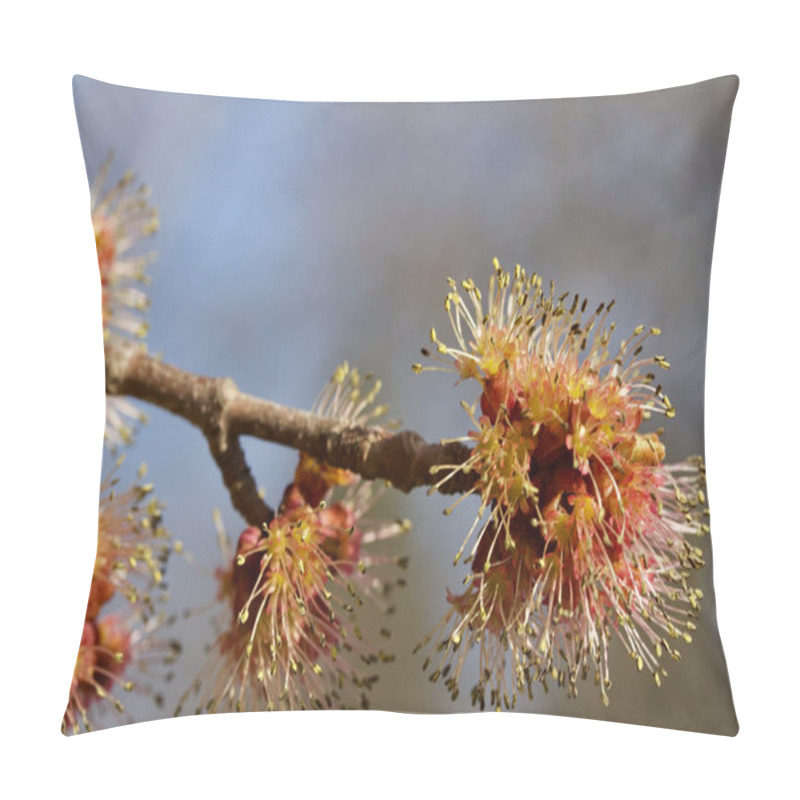 Personality  Macro Abstract Art Texture View Of Emerging Red And Orange Flowers And Buds On A Red Maple Tree (acer Rubrum) In Early Spring, With Blue Sky Background Pillow Covers