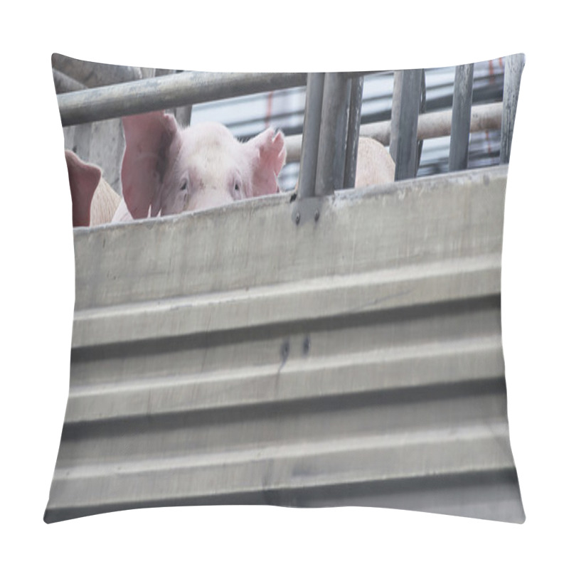 Personality  Pigs On Truck Way To Slaughterhouse For Food.  Pillow Covers