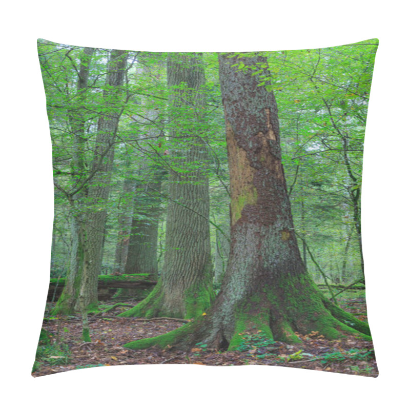 Personality  Atumnal Landscape Of Mixed Stand With Broken Trees Lying, Bialowieza Forest, Poland, Europe Pillow Covers