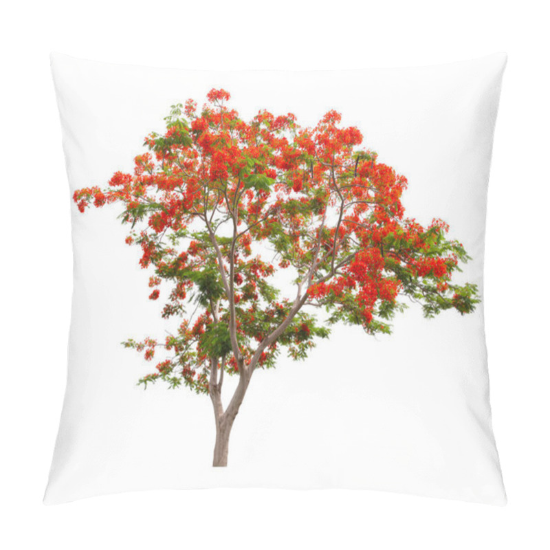 Personality  The Flam Boyant Tree Or Flame Tree Or Royal Poinciana Tree Isolated On White Background, With Clipping Path. Pillow Covers