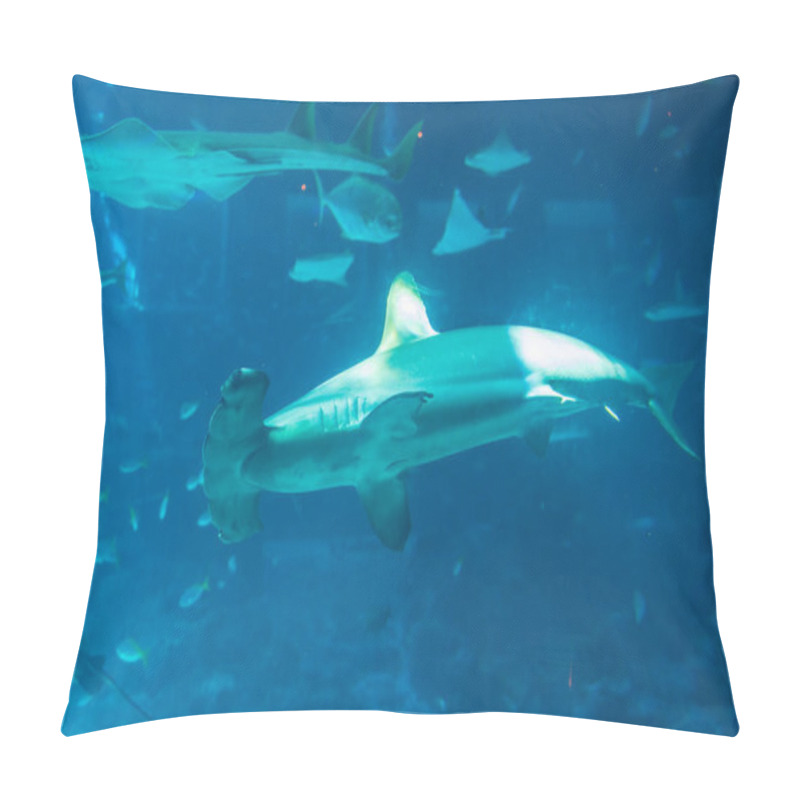 Personality  The Mesmerizing Presence Of A Winghead Shark Captured At S.E.A. Aquarium, Singapore. Pillow Covers