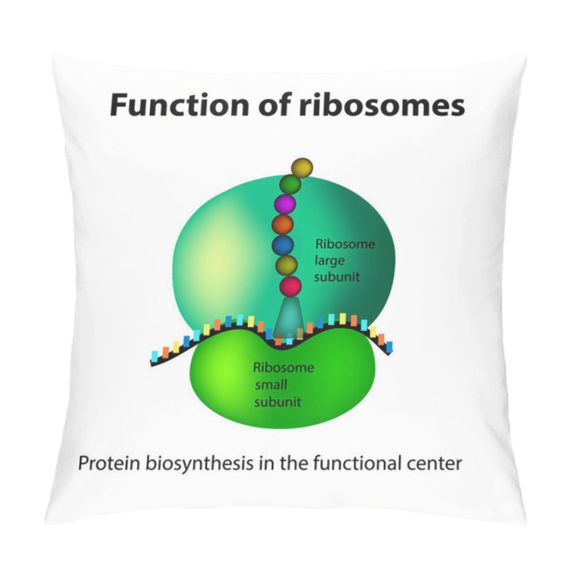 Personality  The Structure Of The Ribosome. Functions. Infographics. Vector Illustration On Isolated Background Pillow Covers