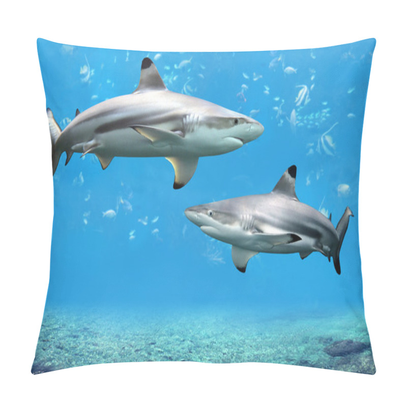 Personality  Blacktip Reef Sharks Swimming In Tropical Waters Pillow Covers