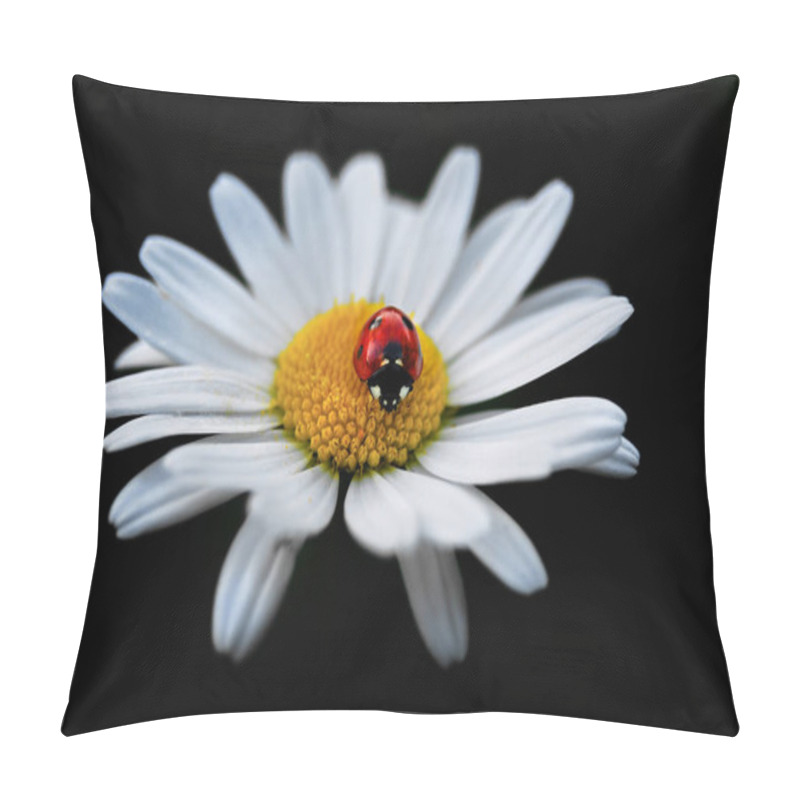 Personality  Ladybug On A Camomile Flower . Pillow Covers