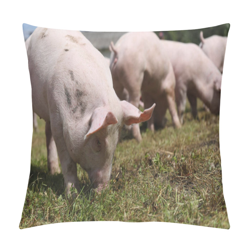 Personality  Closeup Shot Of Young Pigs On Animal Farm Summertime Pillow Covers