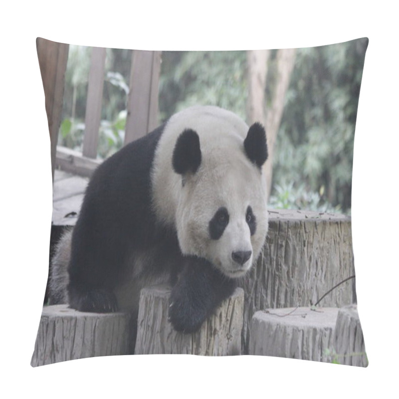 Personality  Close Up Sleeping Panda , China Pillow Covers