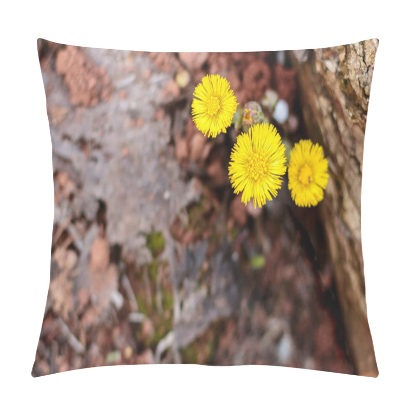 Personality  Yellow Spring Flowers Coltsfoot  In Spring Pillow Covers