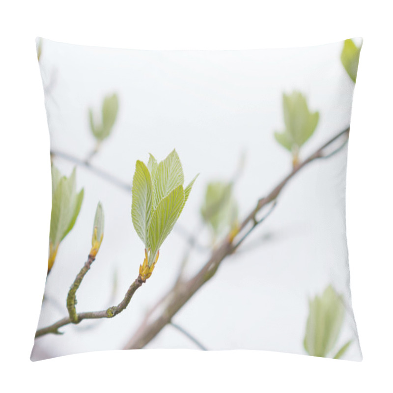 Personality  First Leaves On A Tree In Spring Pillow Covers