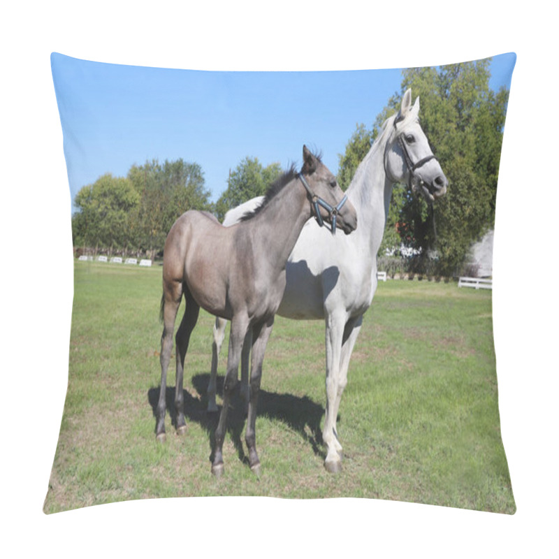 Personality  Young Mare And His Foal Show Off Their Skills On A Beautiful Summer Day, Equestrian Atmosphere Pillow Covers