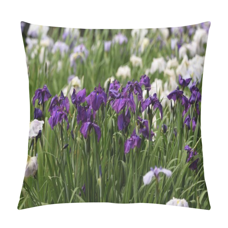 Personality  Japanese Irises In Iris Garden Is In Full Bloom. Iridaceae Perennial Plant. Pillow Covers