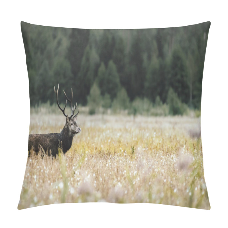 Personality  Morning In The Forest With Big Horned Male Deer During Mating Season. (high ISO Image) Pillow Covers