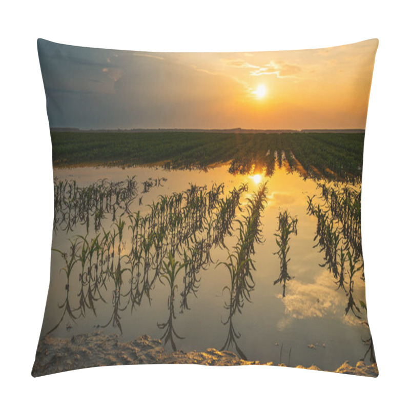 Personality  Flooded Young Corn Field Plantation With Damaged Crops In Sunset Pillow Covers