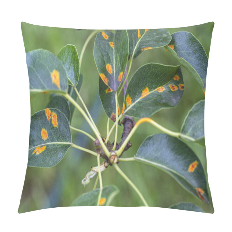 Personality  A Branch Of Pear In The Summer With Diseased Leaves Of Fungal Rust Pillow Covers