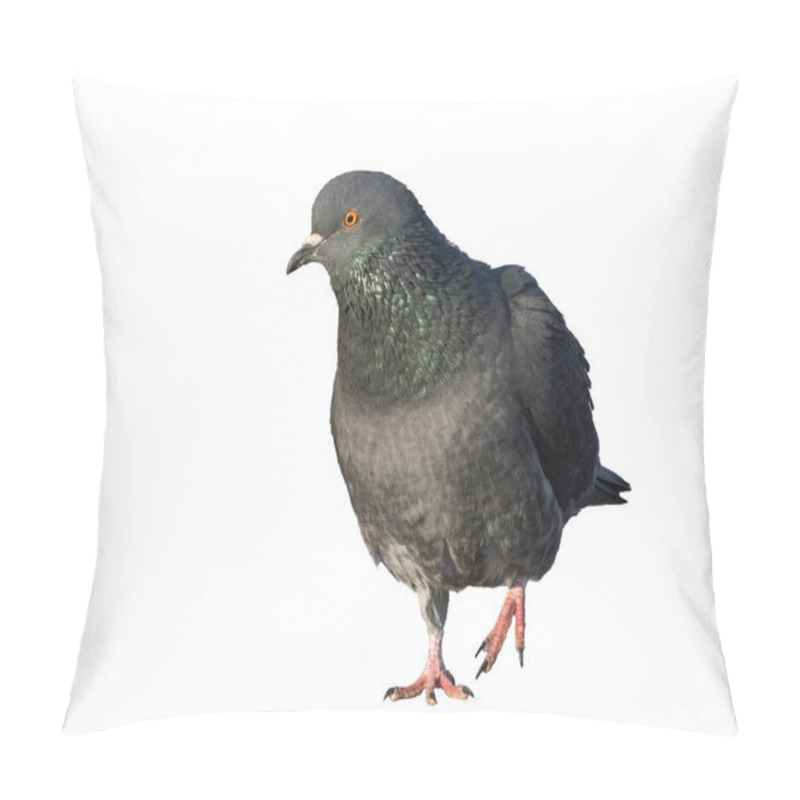 Personality  The Dove Walks Along The Park Alley. Portrait Of Bird. Isolate On White Background. Pillow Covers