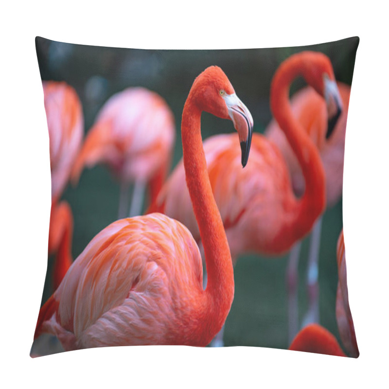 Personality  Greater Flamingo, Phoenicopterus Roseus. Colony Of Pink Flamingos Grooming While Wading In A Pond. Pillow Covers