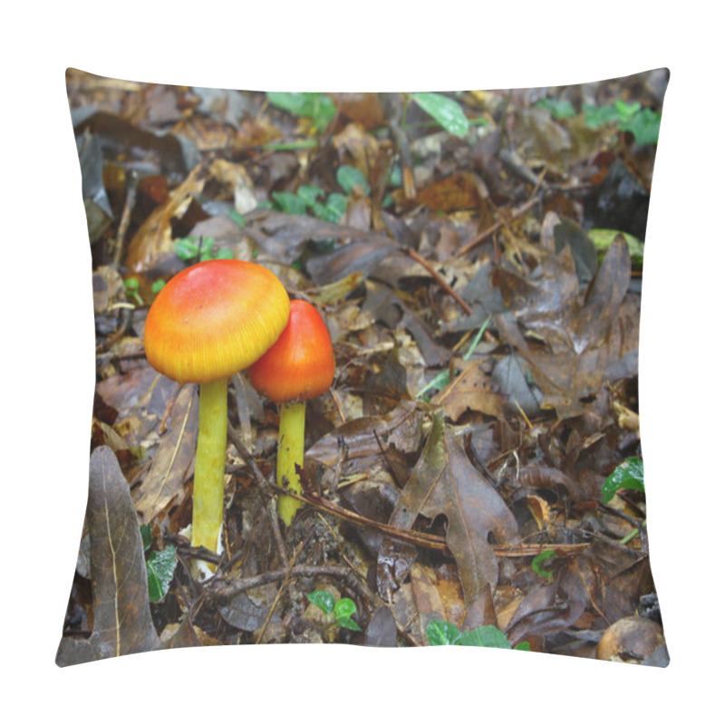 Personality  A Newly Emerged And Growing Pair Of Amanita Jacksonii Edible Mushrooms Among The Leafy Ground Cover In The Woods With Room For Your Text. Pillow Covers