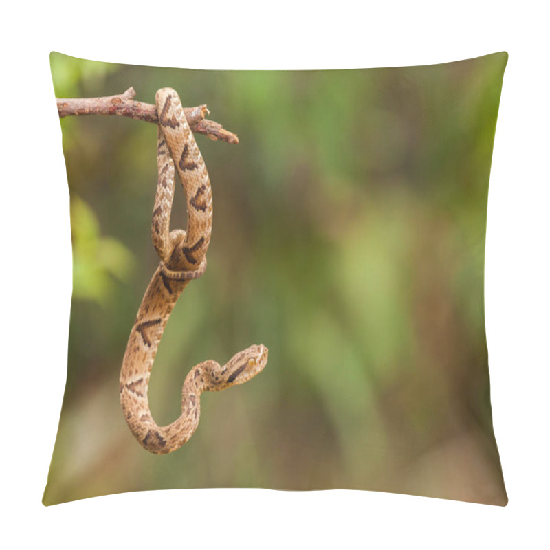 Personality  Bothrops Jararaca On A Twig Pillow Covers