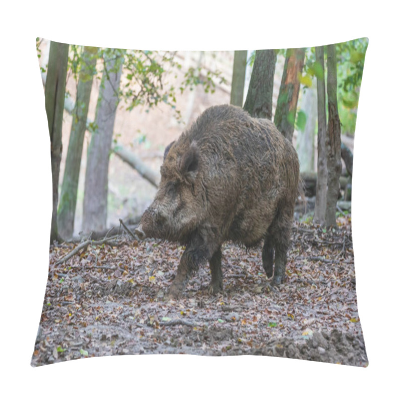 Personality  Wild Boar - Sus Scrofa - In The Forest And By The In Its Natural Habitat. Photo Of Wild Nature. Pillow Covers