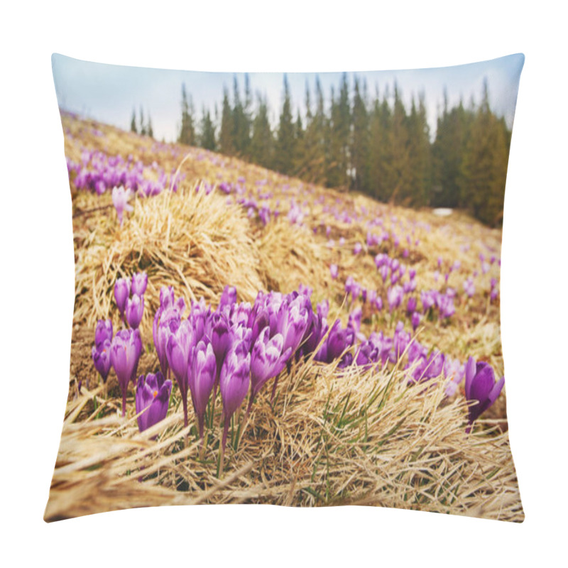 Personality  Beautiful Purple Crocus Flowers In Spring Mountains. Pillow Covers