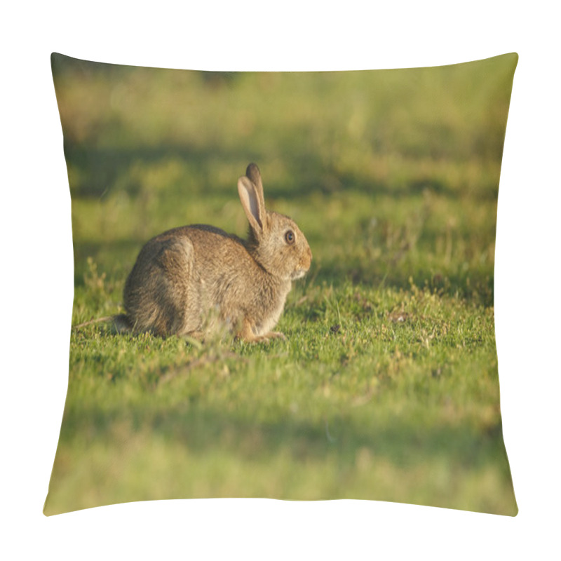 Personality   Young Juvenile Rabbit Pillow Covers