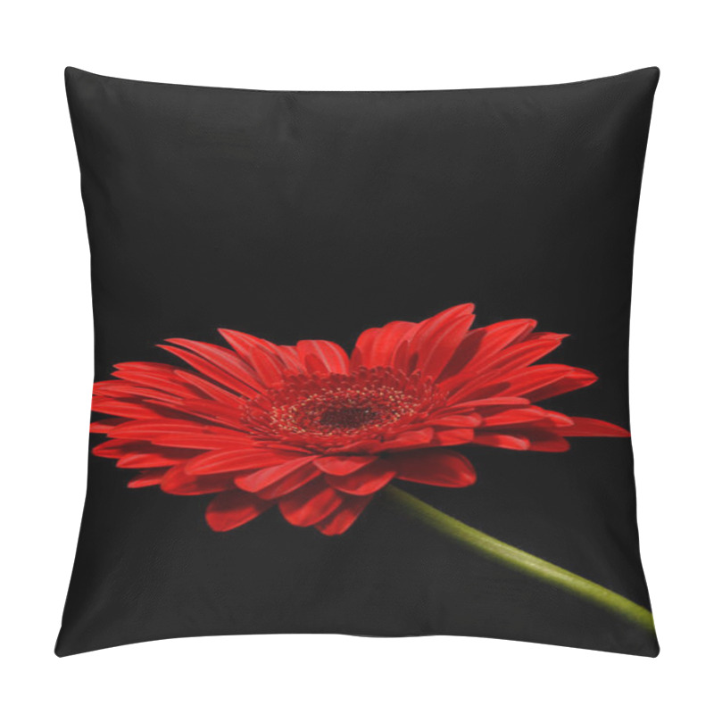 Personality  Vibrant Red Gerbera Daisy Blooming Against A Black Background. Pillow Covers