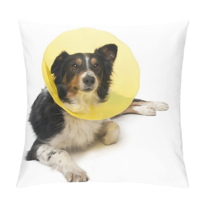 Personality  Border Collie Wearing A Space Collar Lying In Front Of White Background Pillow Covers