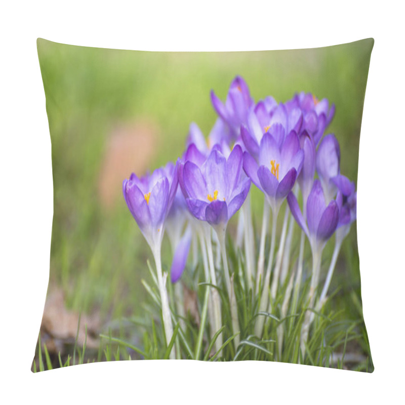 Personality  First Spring Flowers, Blossom Of Purple Crocusses In Forest Pillow Covers