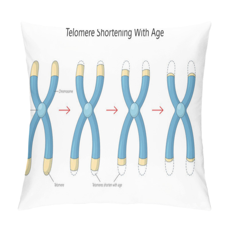 Personality  Process Of Telomere Shortening On Chromosomes Over Time, A Key Factor In Cellular Aging And Genetic Stability Diagram Hand Drawn Schematic Vector Illustration. Medical Science Educational Illustration Pillow Covers