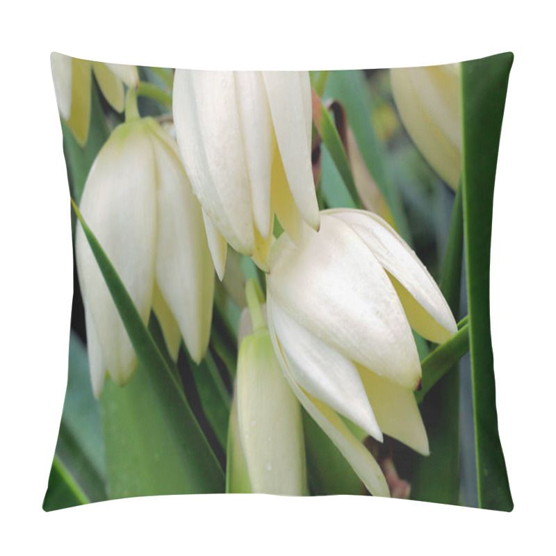 Personality  White Flowers Yucca Close Up, Selective Fokus. Pillow Covers