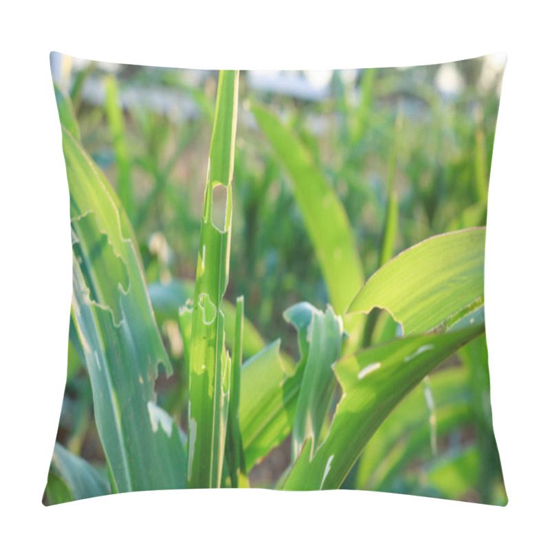 Personality  Corn Leaf With Holes, Eaten By Pests In Farm. Pillow Covers