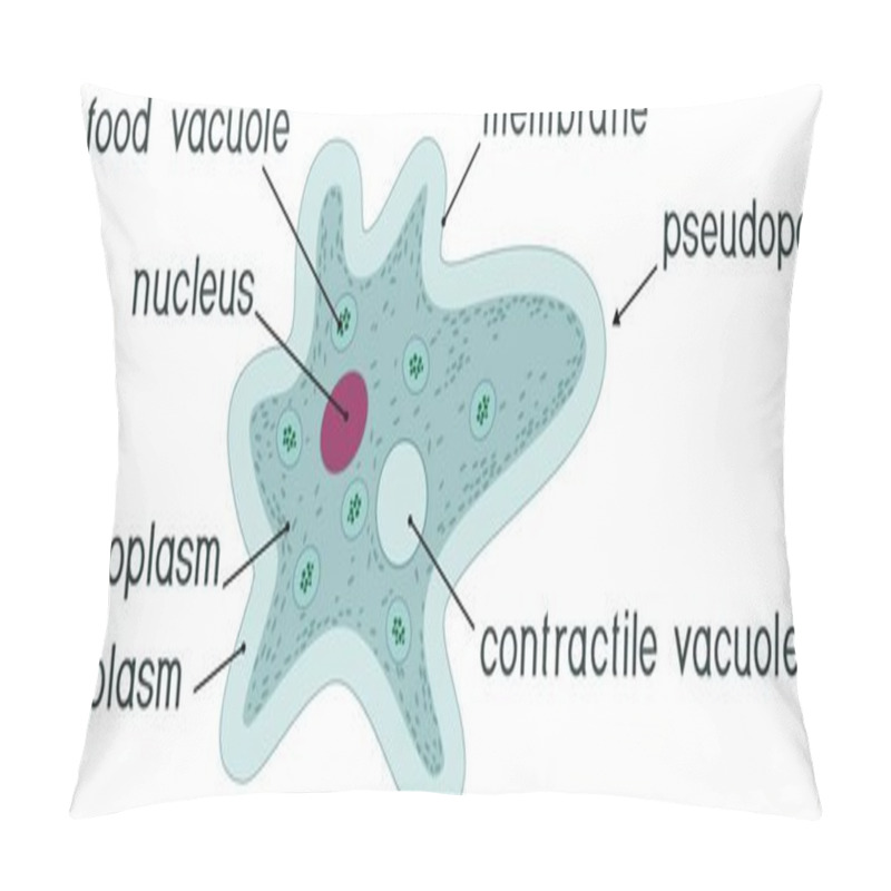 Personality  Amoeba Proteus With Nucleus, Contractile Vacuole, Other Organelles And Titles Pillow Covers