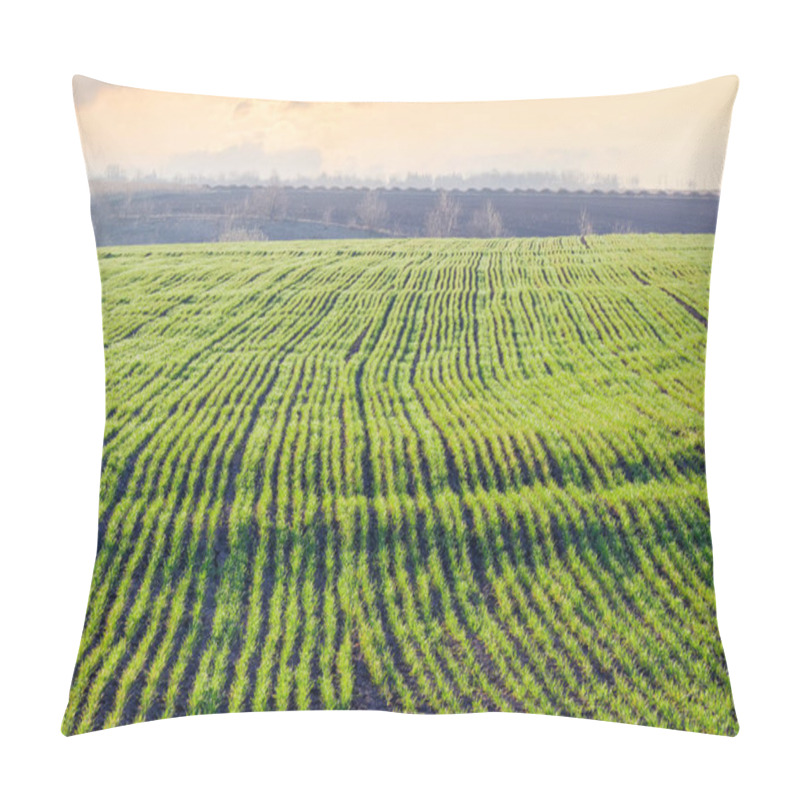 Personality  Field Of Winter Wheat In The Morning At Early Spring  Pillow Covers