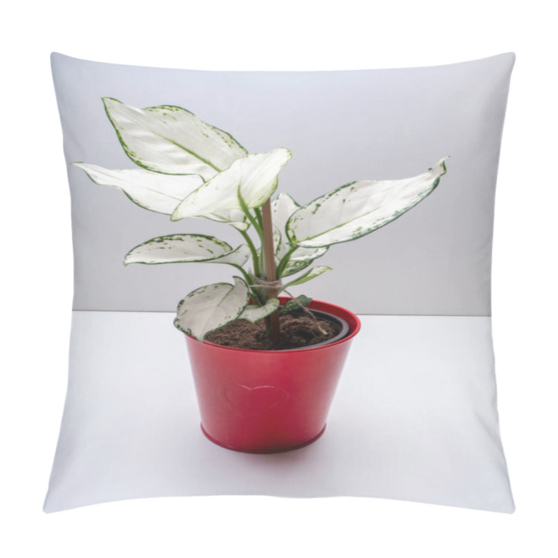 Personality  Aglaonema Super White Is A Genus Of Flowering Plants In The Arum Family, Araceae Pillow Covers