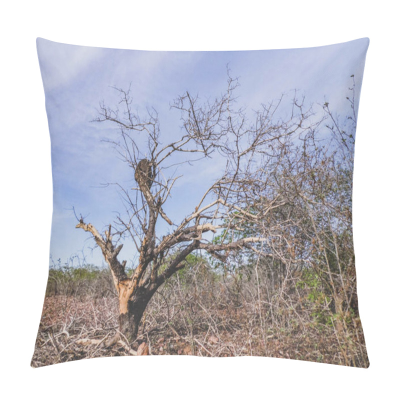 Personality  The Rural Region Of The Serto Do Brasil Has The Caatinga As A Vegetation Biome. The Semi-arid Tropical Climate Is Typical Of The Brazilian Northeast Interior. Pillow Covers