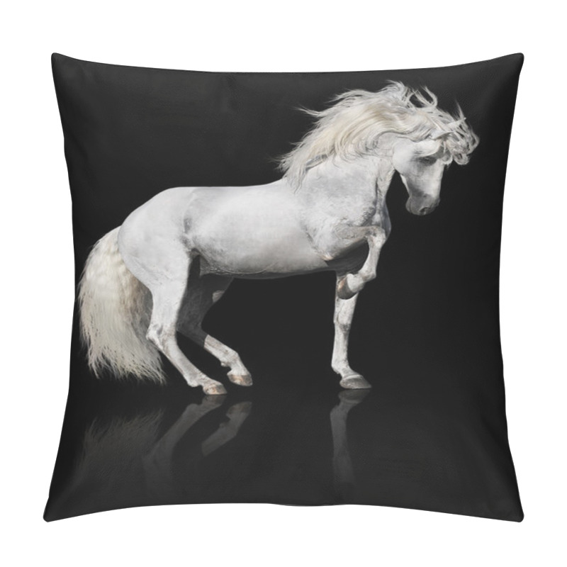 Personality  White Andalusian Horse Stallion Isolated On Black Pillow Covers