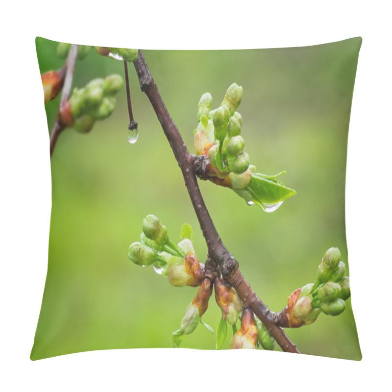 Personality  Blossoming Buds Of Cherry With Water Droplets After A Rain. Pillow Covers