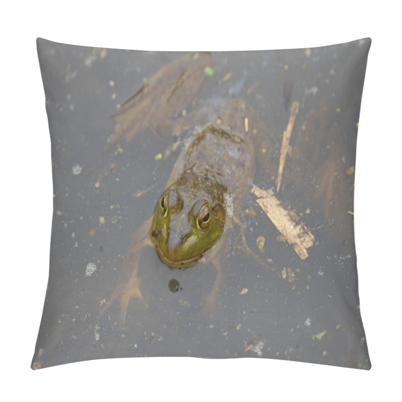 Personality  Juvenile Green Frog Sits In A Small Pond During The Mating Season Of Early Spring Pillow Covers