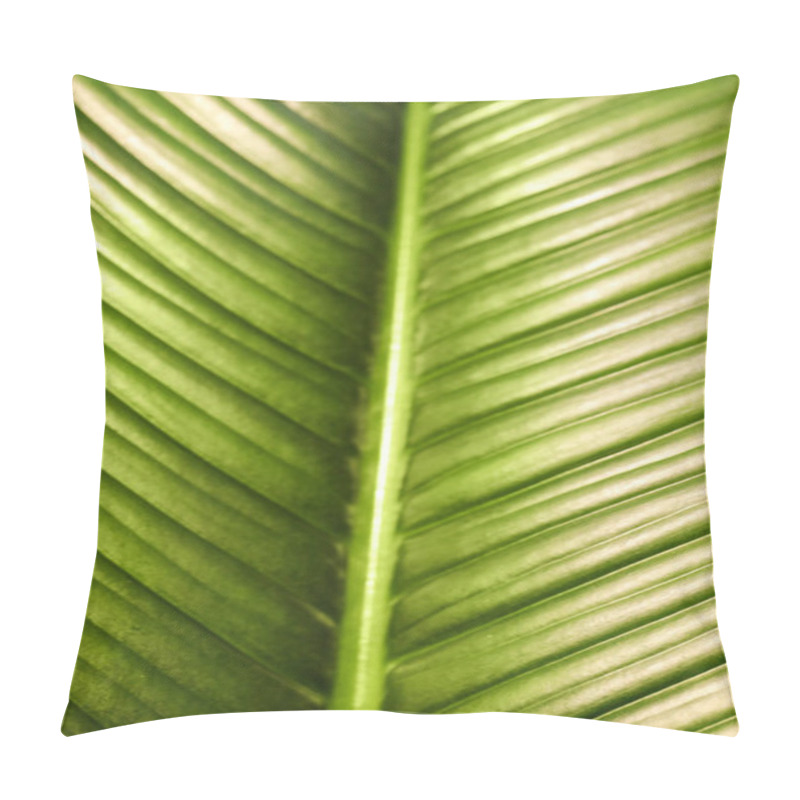 Personality  Lush Green Leaf Of Tropical Plant As Background, Closeup Pillow Covers