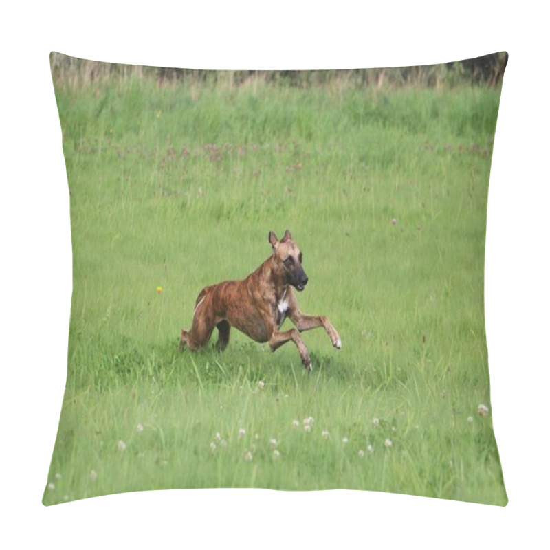 Personality  Funny Beautiful Whippet Is Running In The Park Pillow Covers