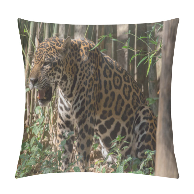 Personality  Picture Of The Jaguar At The Zoo In Thailand. Pillow Covers