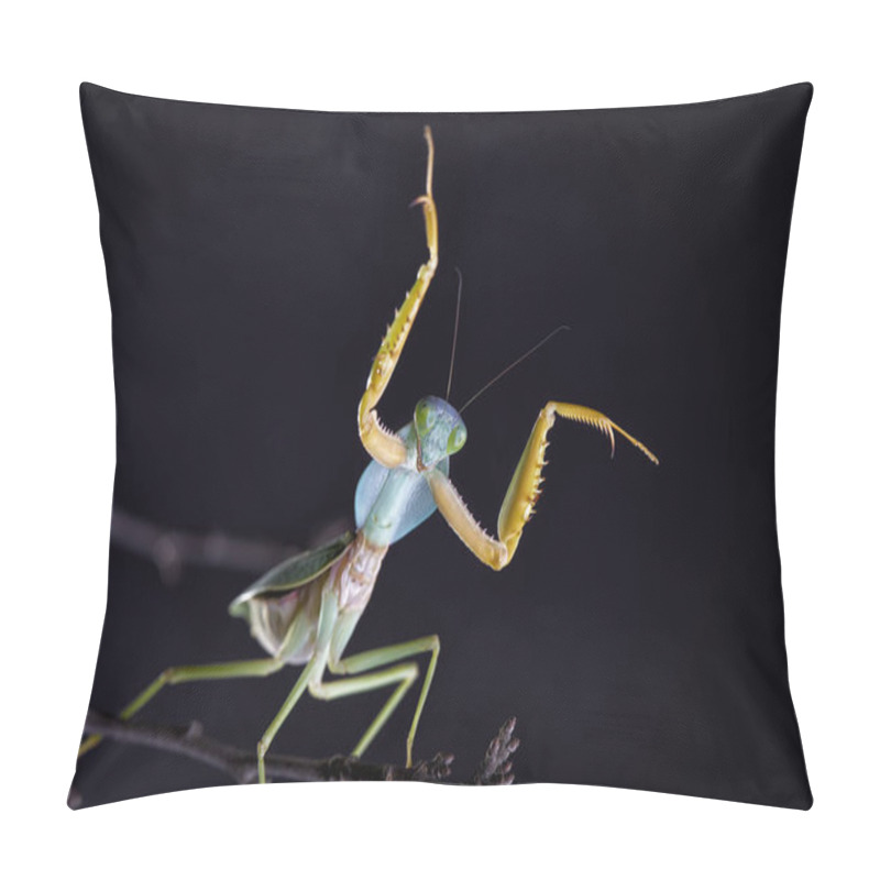 Personality  Giant Malaysian Shield Praying Mantis (Rhombodera Basalis) Resting On A Tree. Macro Pillow Covers