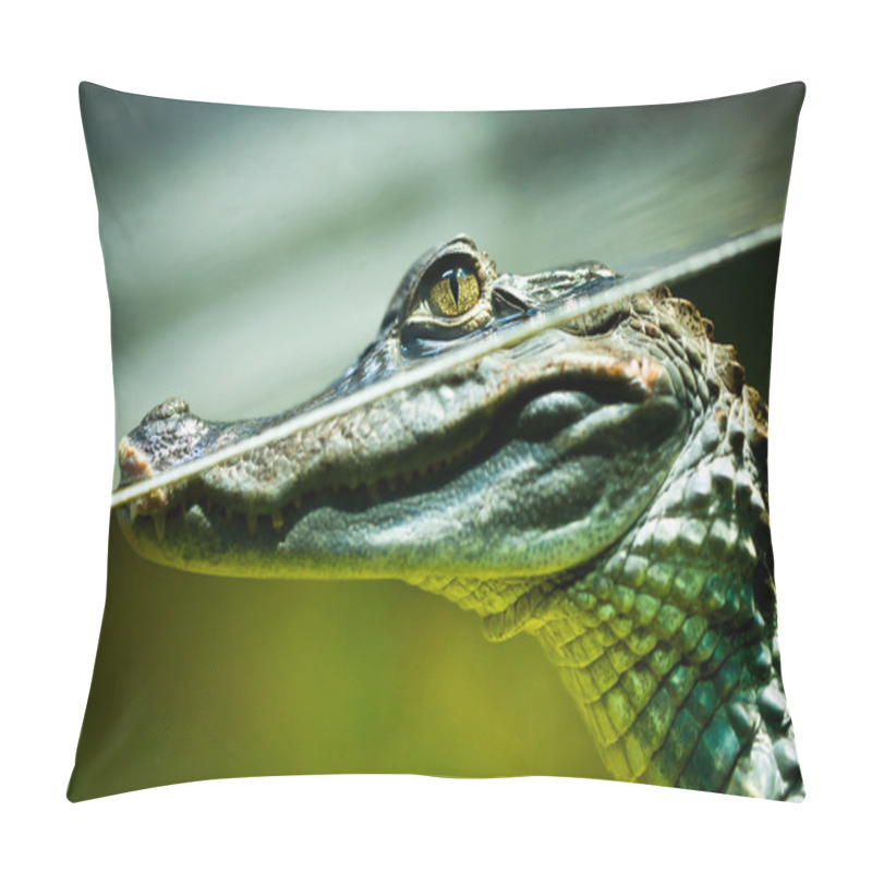 Personality  Caiman Crocodilus Pillow Covers