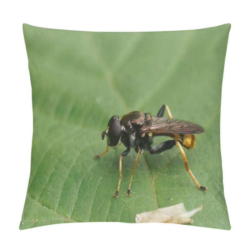 Personality  Natural Closeup On A Golden-tailed Leafwalker, Xylota Sylvarum Pillow Covers