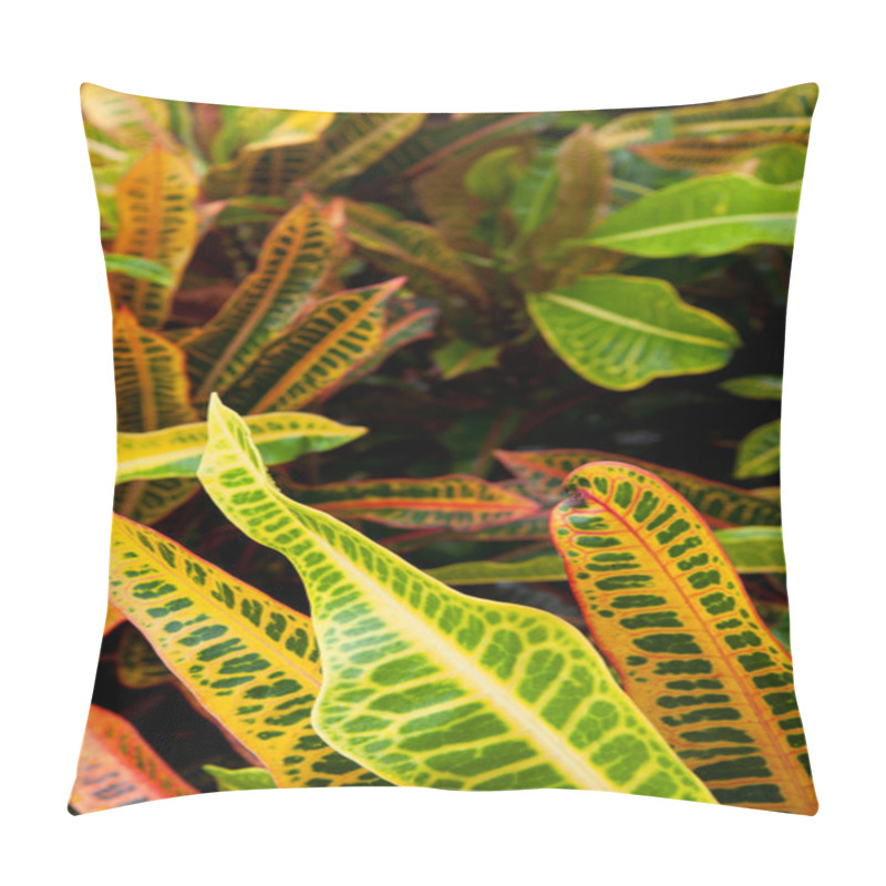 Personality  Croton Pillow Covers