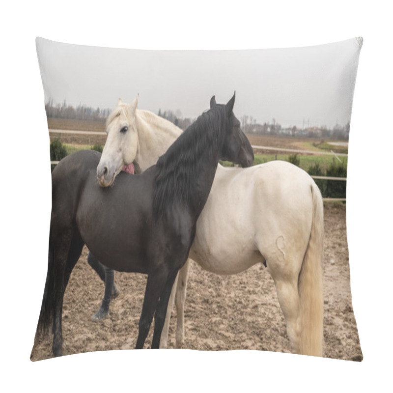 Personality  Two Horses, One White And One Black, Playing, Eating And Having Fun Together. Horses Of Different Colors In The Wild. Pillow Covers