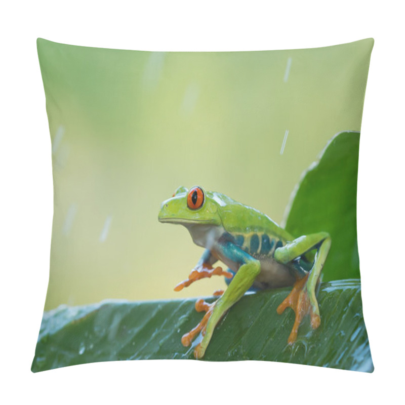 Personality  Red Eye Tree Frog On The Leaves Pillow Covers