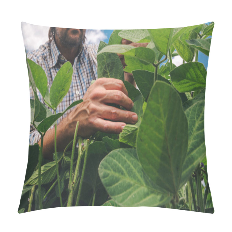 Personality  Farm Worker Controls Development Of Soybean Plants. Agronomist Checking Soya Bean Crops Growing In The Field. Pillow Covers