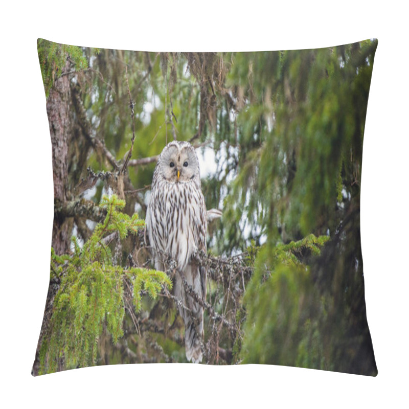 Personality  An Owl Sits On The Branches Of A Fir Tree. Ural Owl, Scientific Name: Strix Uralensis. Natural Habitat, Winter Season Pillow Covers